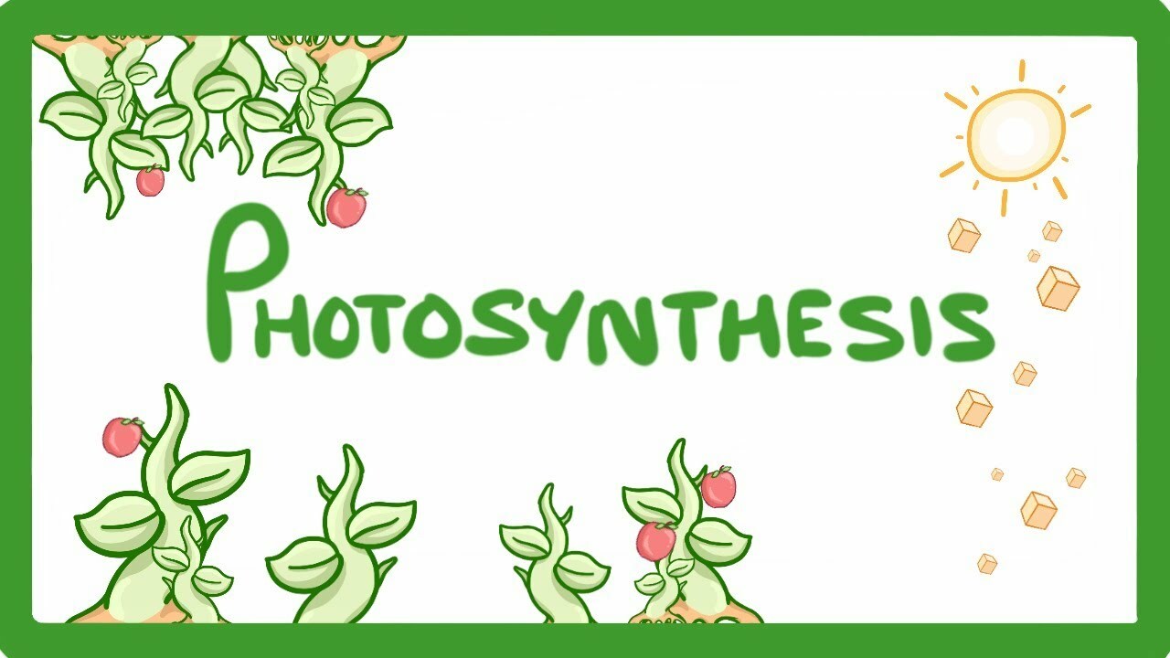 GCSE Biology - Photosynthesis #48